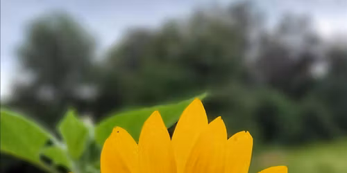Sunflower Photoshoot - Breyer Patch Farm