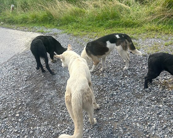 Animal Control Committee Meeting